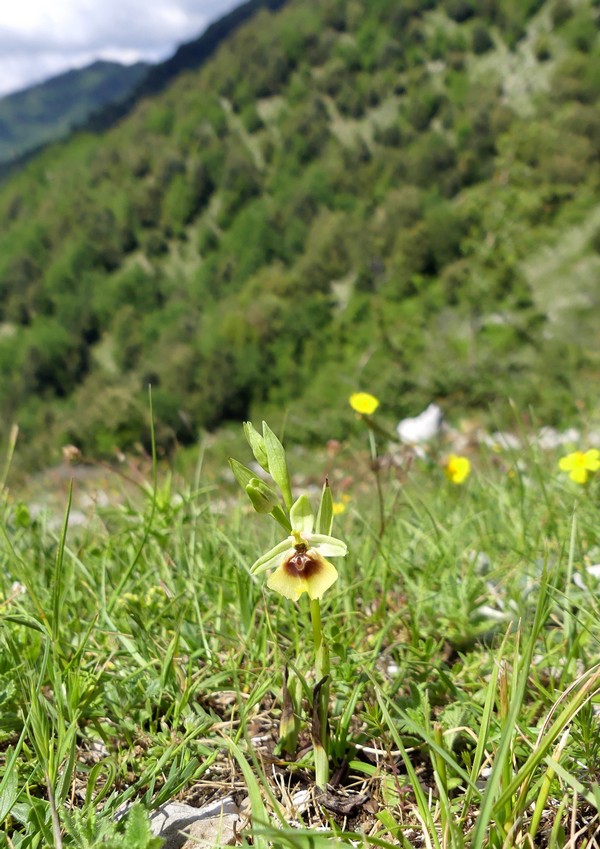 Ophrys lacaitae: la regina delle Ophrys prov. Frosinone  2020